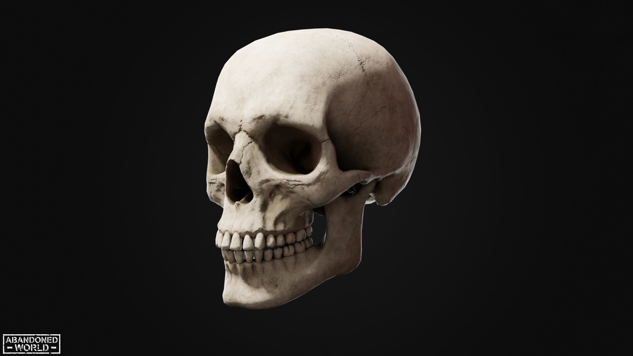 Media 1 for listing Human Skull