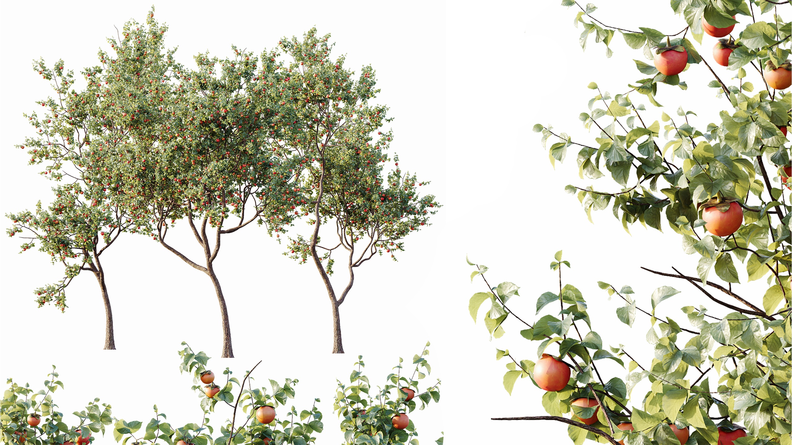 Media 1 for listing AV Plants Diospyros Kaki Persimmon Version02
