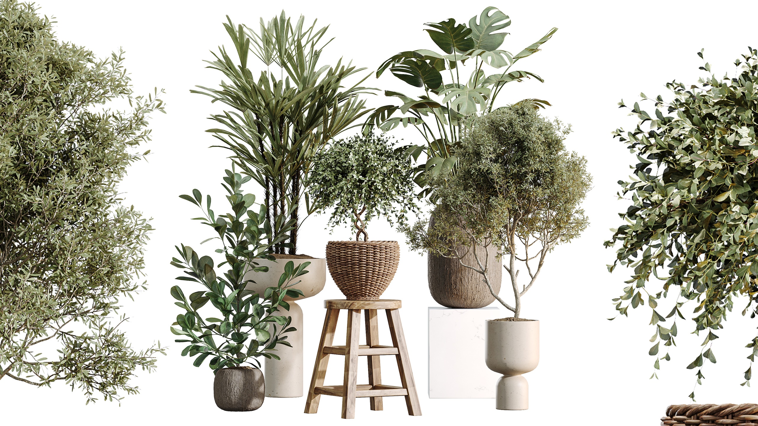 Media 1 for listing AV Indoor Plants Set 511 Olive Ficus microcarpa Rhapis Palm Giant Monstera