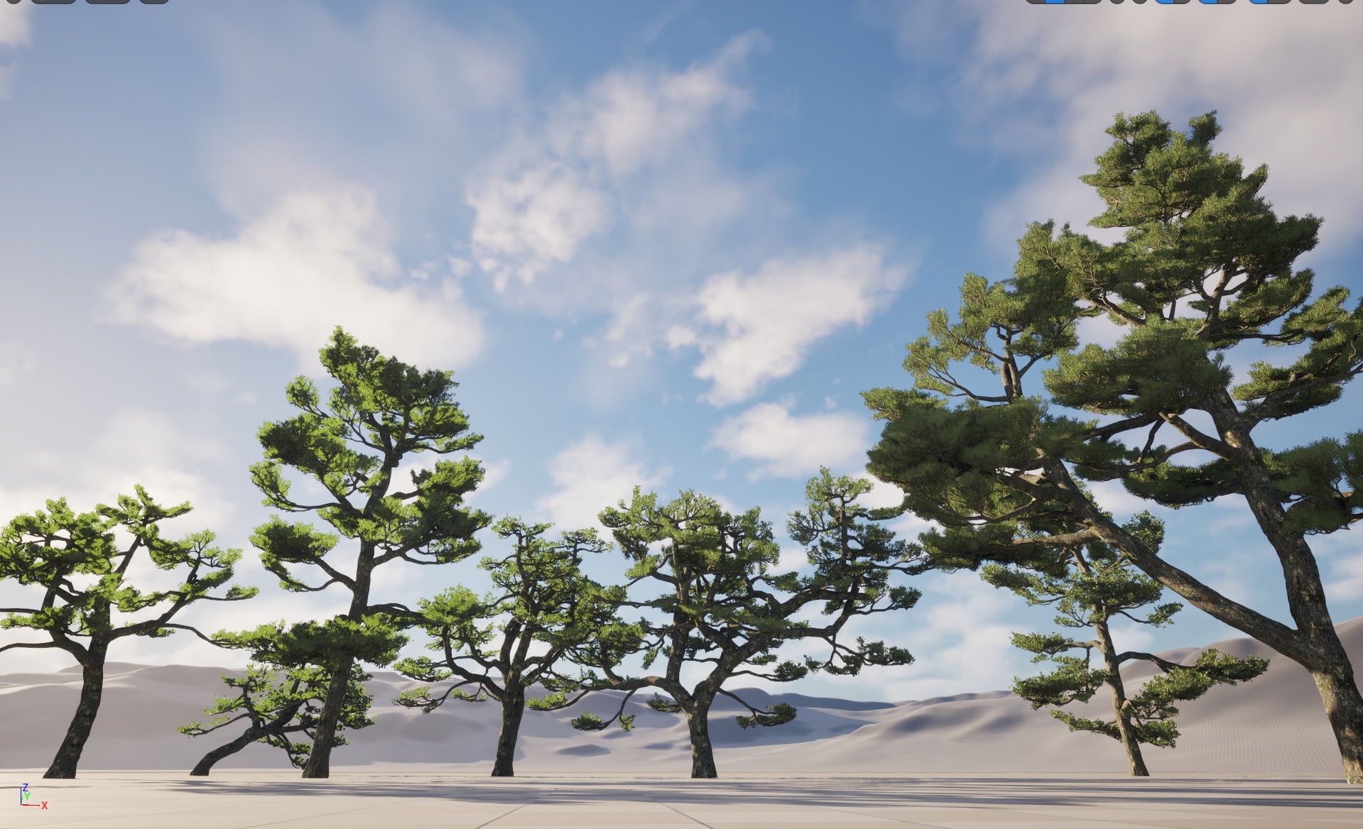 Media 1 for listing Nanite Plant Tree - Pinus thunbergii - Japanese black pine