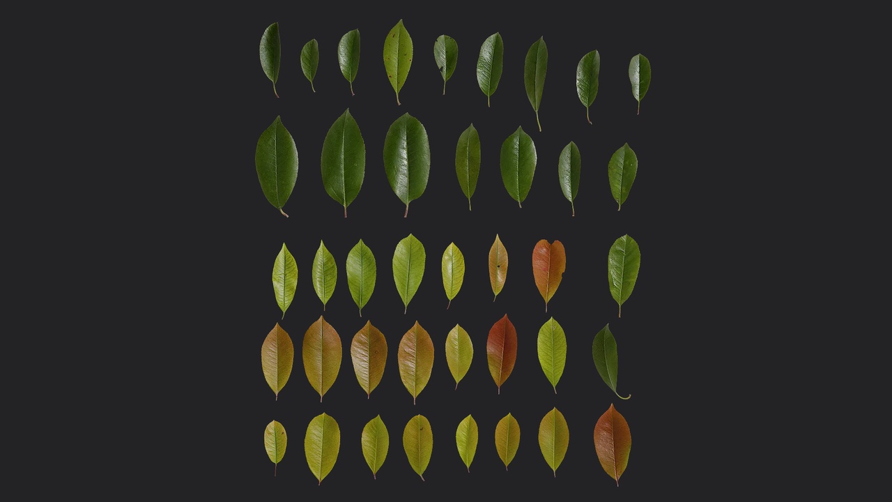 Media 1 for listing Red tip photinia - Photinia x fraseri Leaf 05