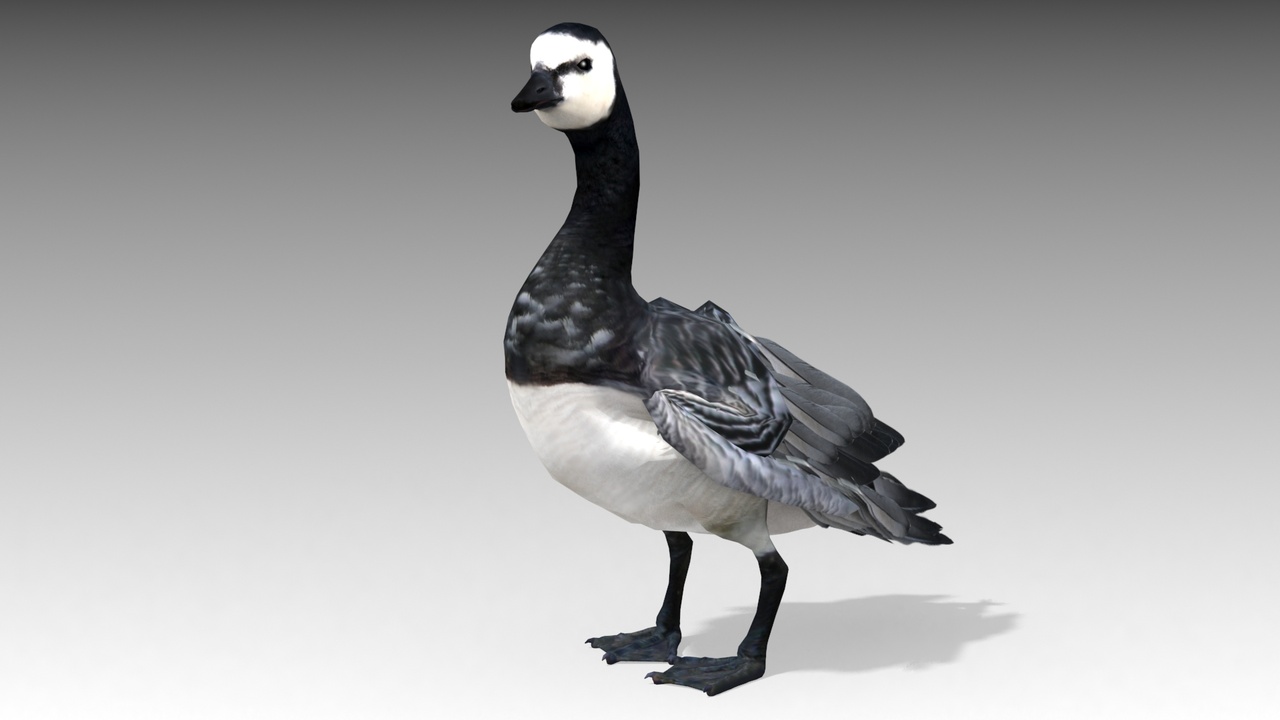 Medium 1 für Eintrag Barnacle Goose