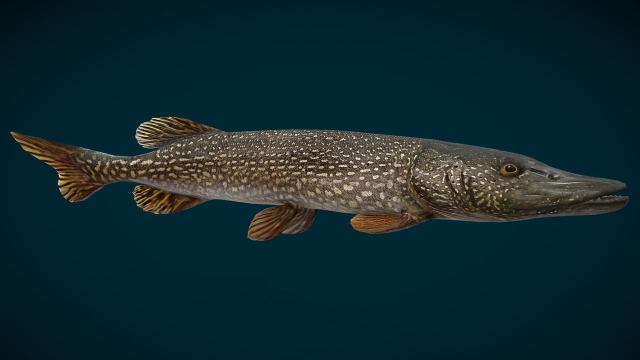 Media 1 for listing Northern Pike Animated