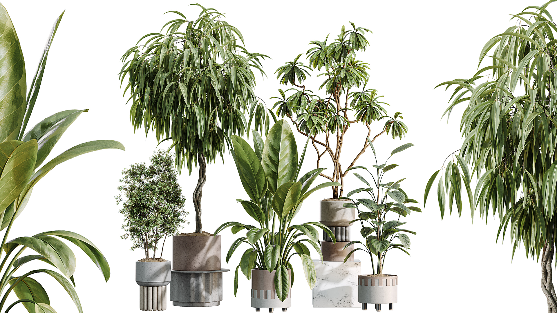 AV Indoor Plants Set 495 Ficus lyrata and Ficus Elastica and African ...