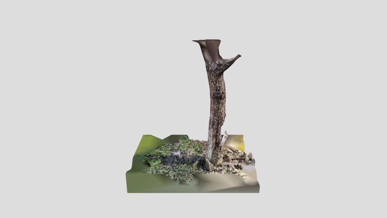 Media 1 for listing Photorealistic Old Tree Trunk Scan(Game mod)