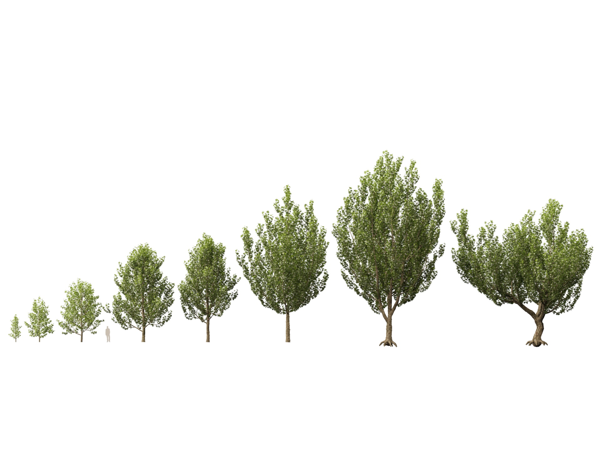 Media 1 for listing (Highpolylow Poly) Platanus orientalis - Oriental plane