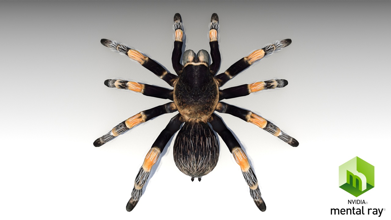 Media 1 for listing Tarantula Animated