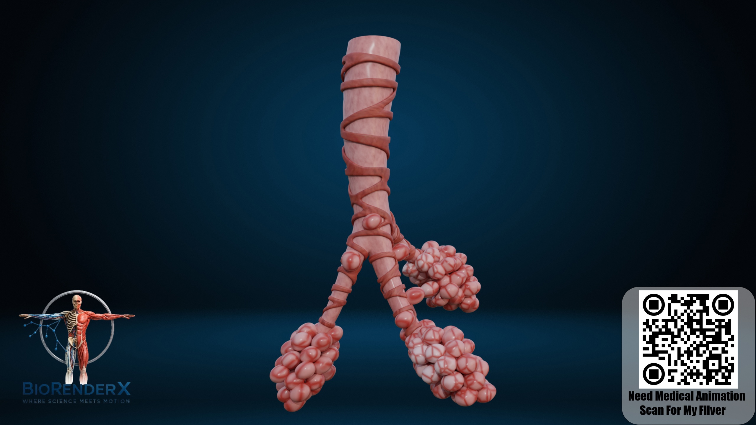 Media 1 for listing Alveolar Sac Anatomy 3D Model – Lung Alveoli Respiratory Structure