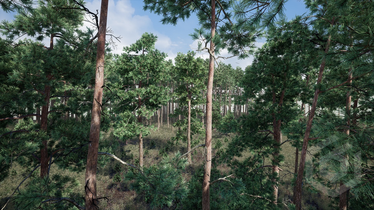 Media 1 for listing Trees: Pine Tree