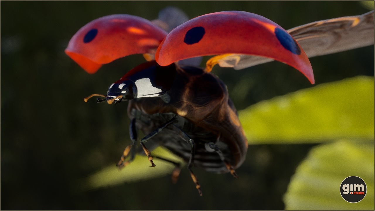 Media 1 for listing Animalia - Ladybug