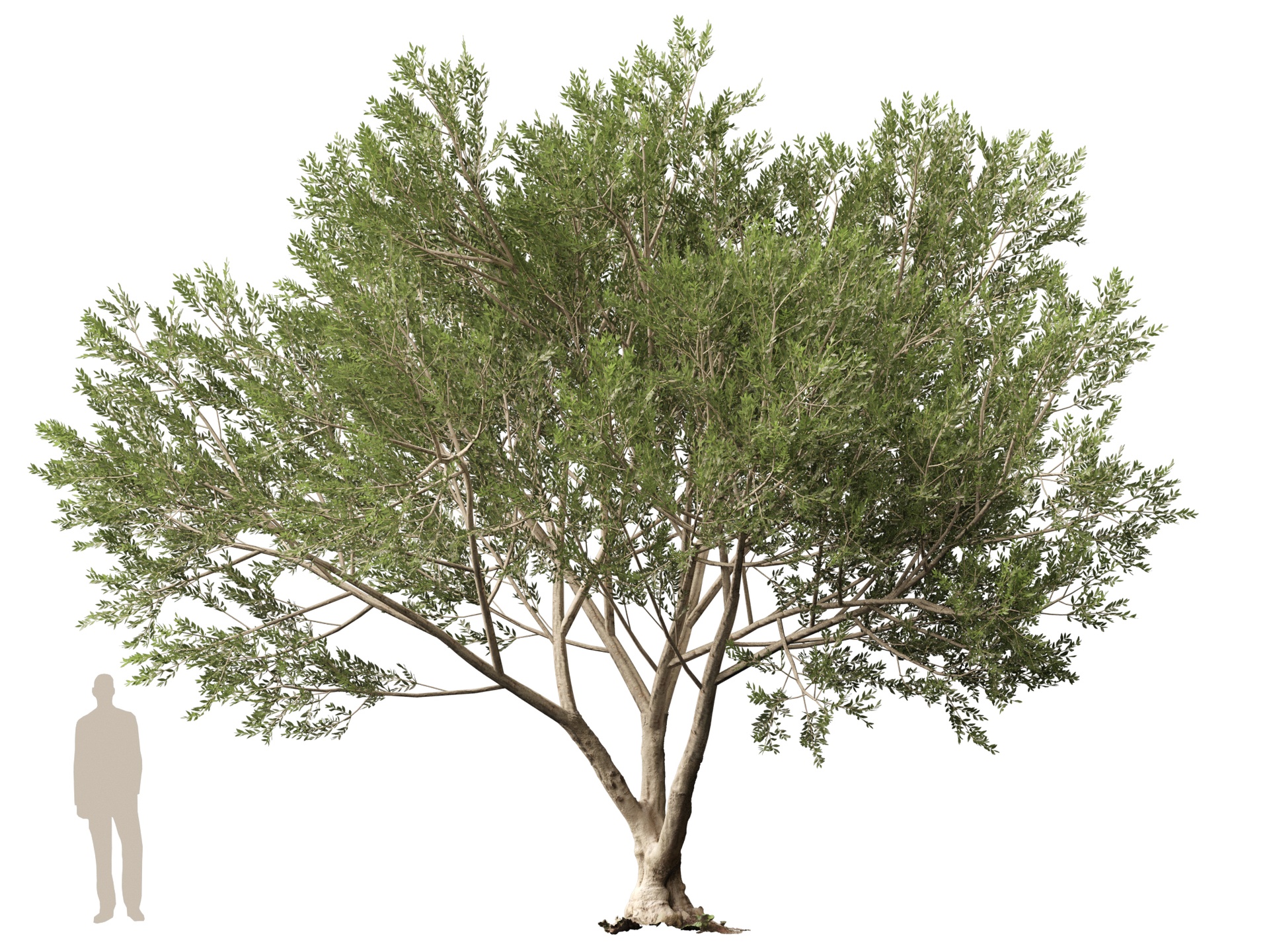 Media 1 for listing (Highpolylow Poly) Scanned Olea Europaea - Common Olive 13
