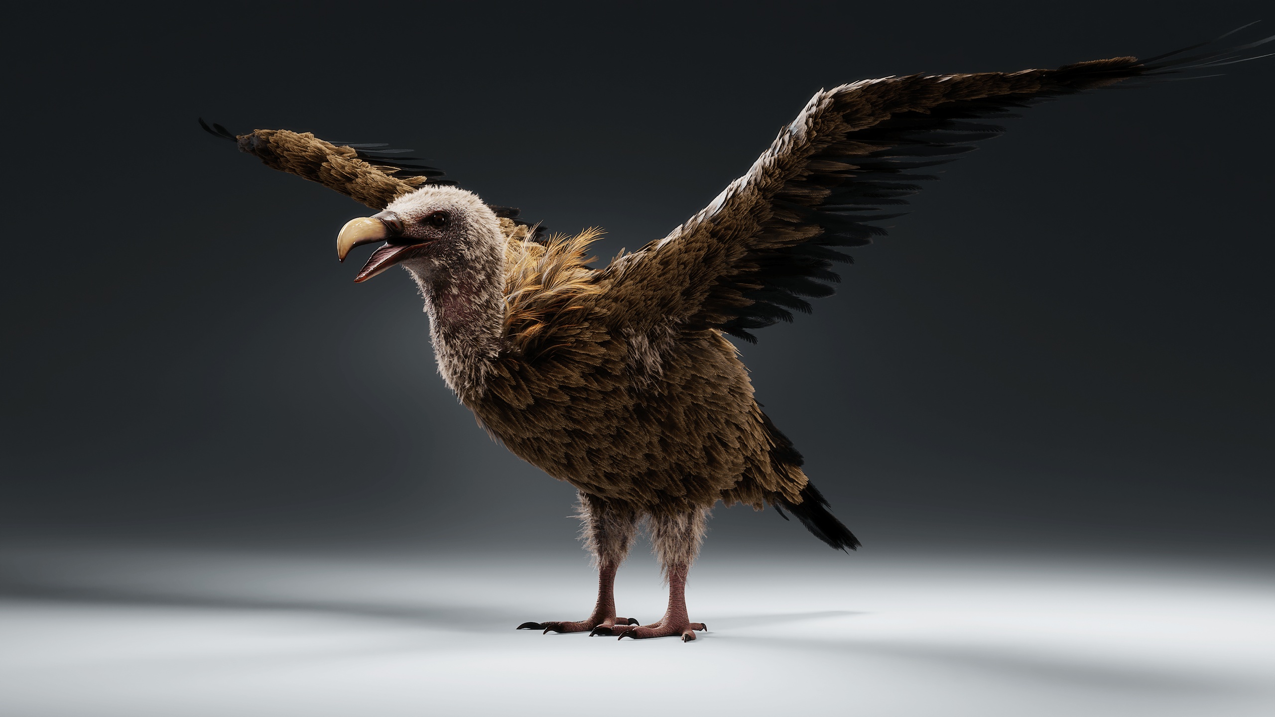 Media 1 for listing Himalayan Vulture | 4K