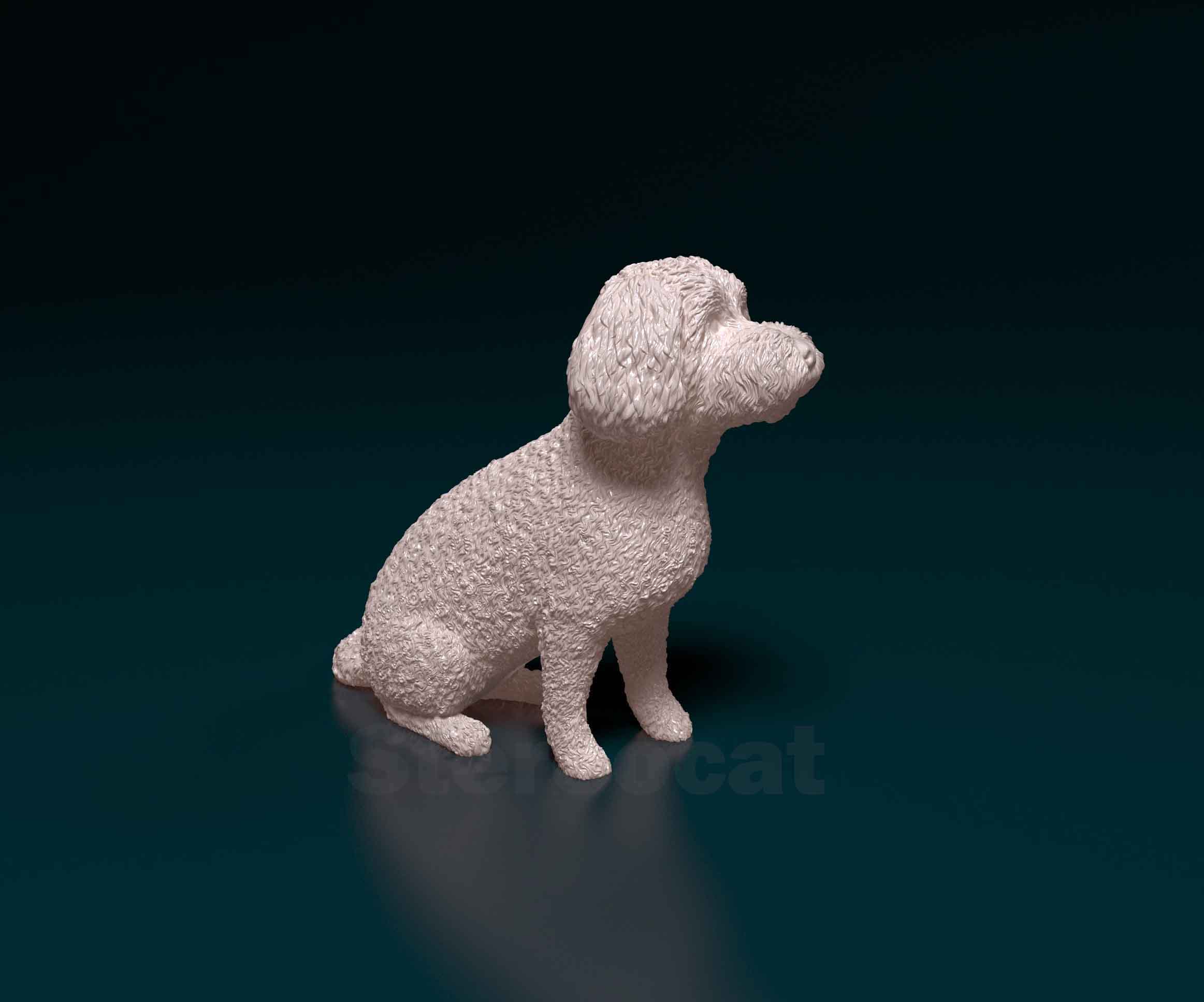 Mini Poodle cross | Fab
