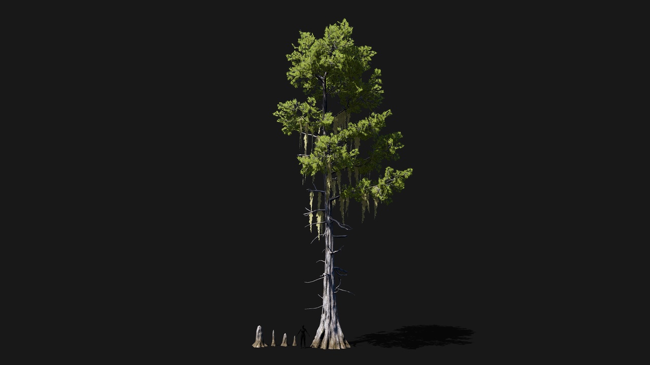 Mid Poly Asset Realistic mid poly Bald Cypress Tree | Fab