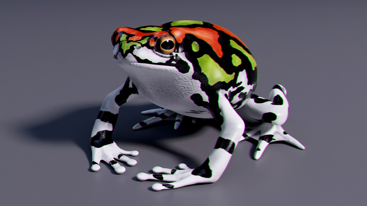 Media 1 for listing Malagasy Rainbow Frog