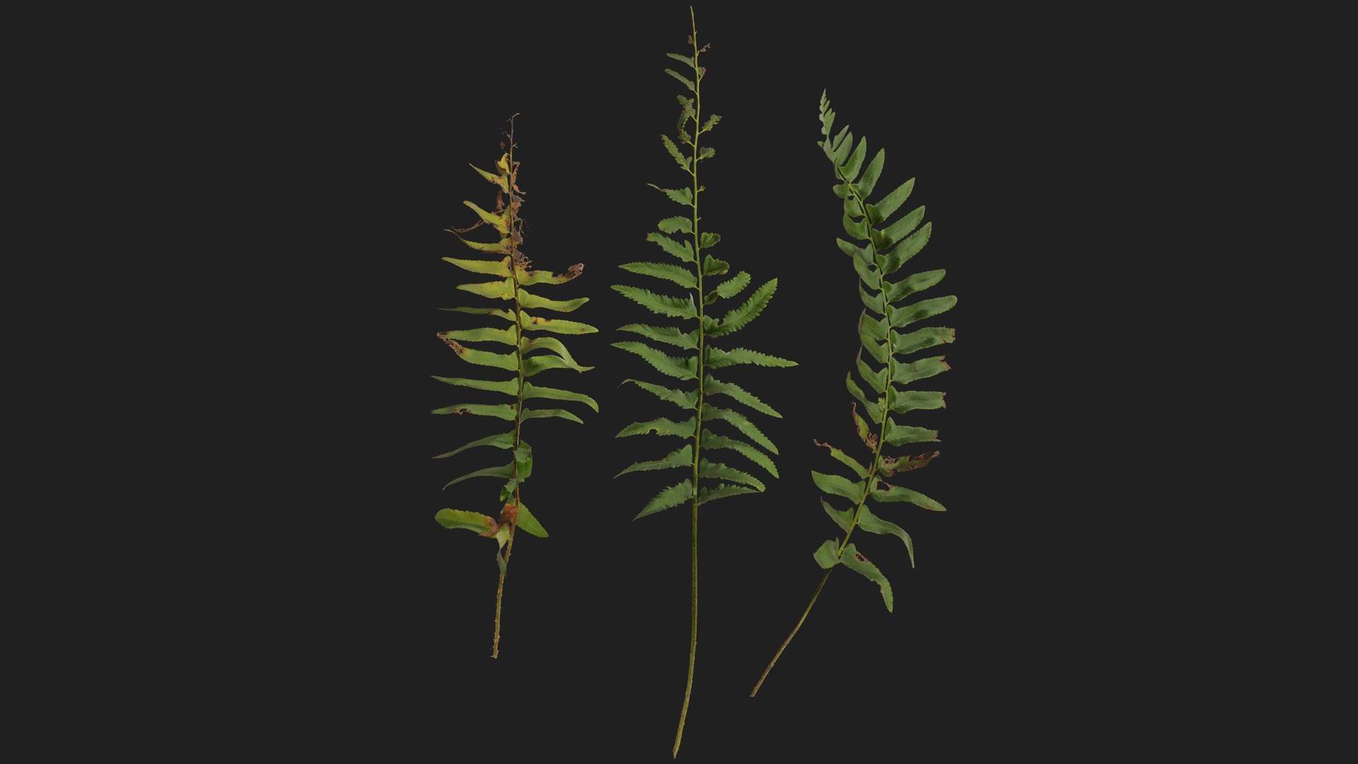 Media 1 for listing Christmas Fern Fronds 04