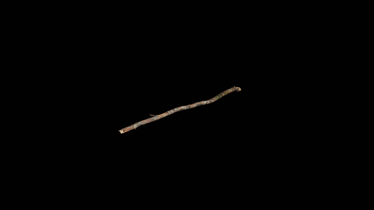 Media 1 for listing Cupressus funebris Branch 03