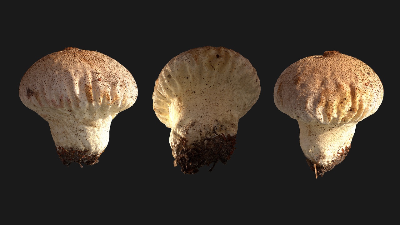 File multimediali per l'articolo Forest Mushroom (28vaCQ): 1