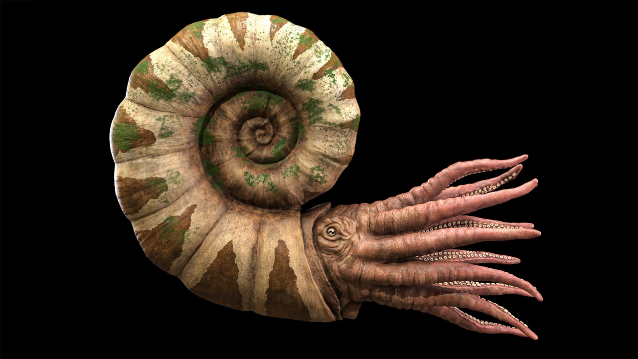 Media 1 for listing Parapuzosia Giant Prehistoric Ammonite