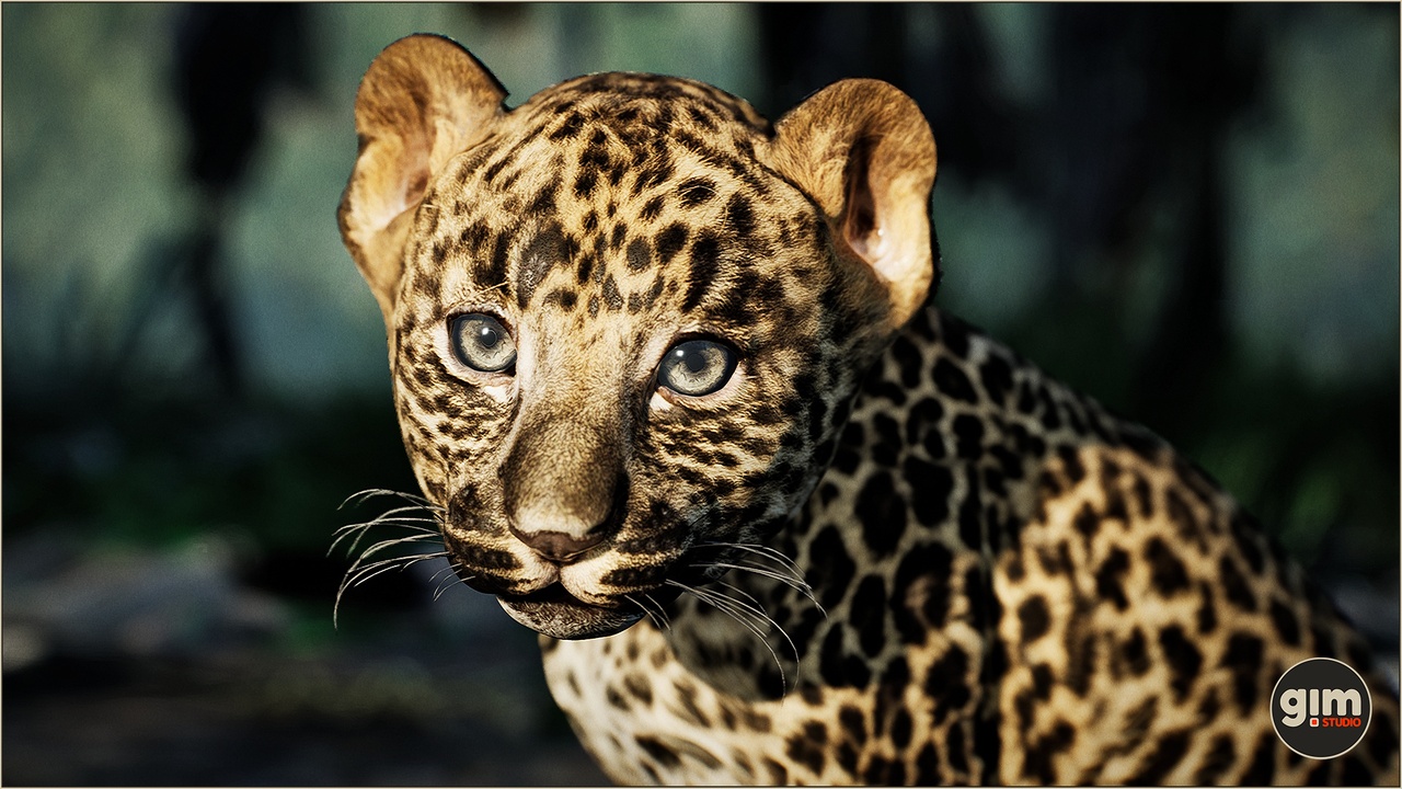 商品 Animalia - Leopard (young) 的媒体 1