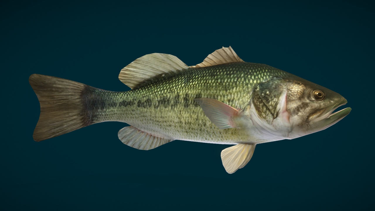 Media 1 for listing Largemouth Bass Fish Animated
