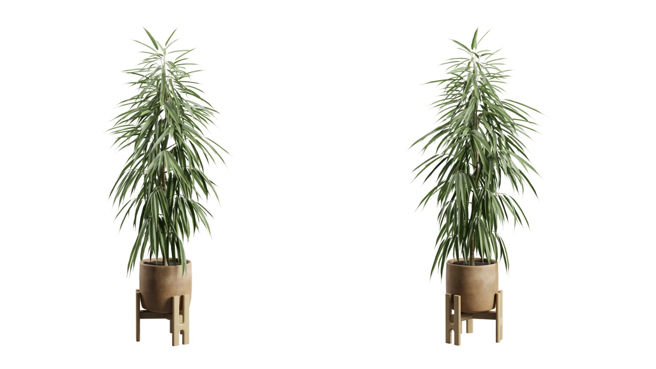 Media 1 for listing Ficus Ali Pottedplant