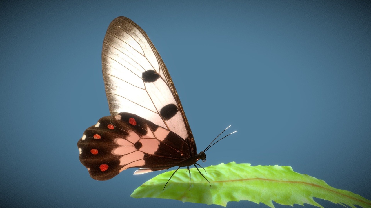 Media 1 for listing Butterfly pack (10 wing colors)