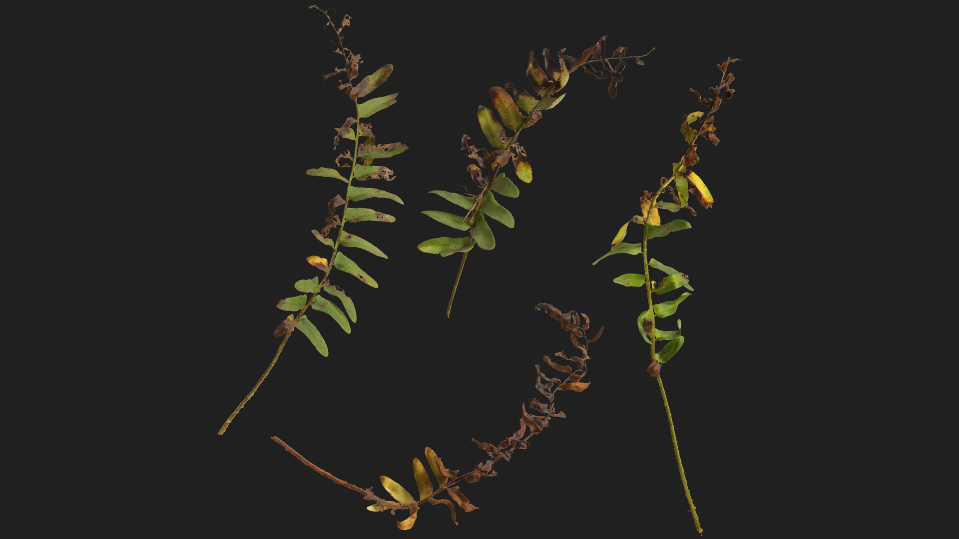 Media 1 for listing Christmas Fern Fronds 03