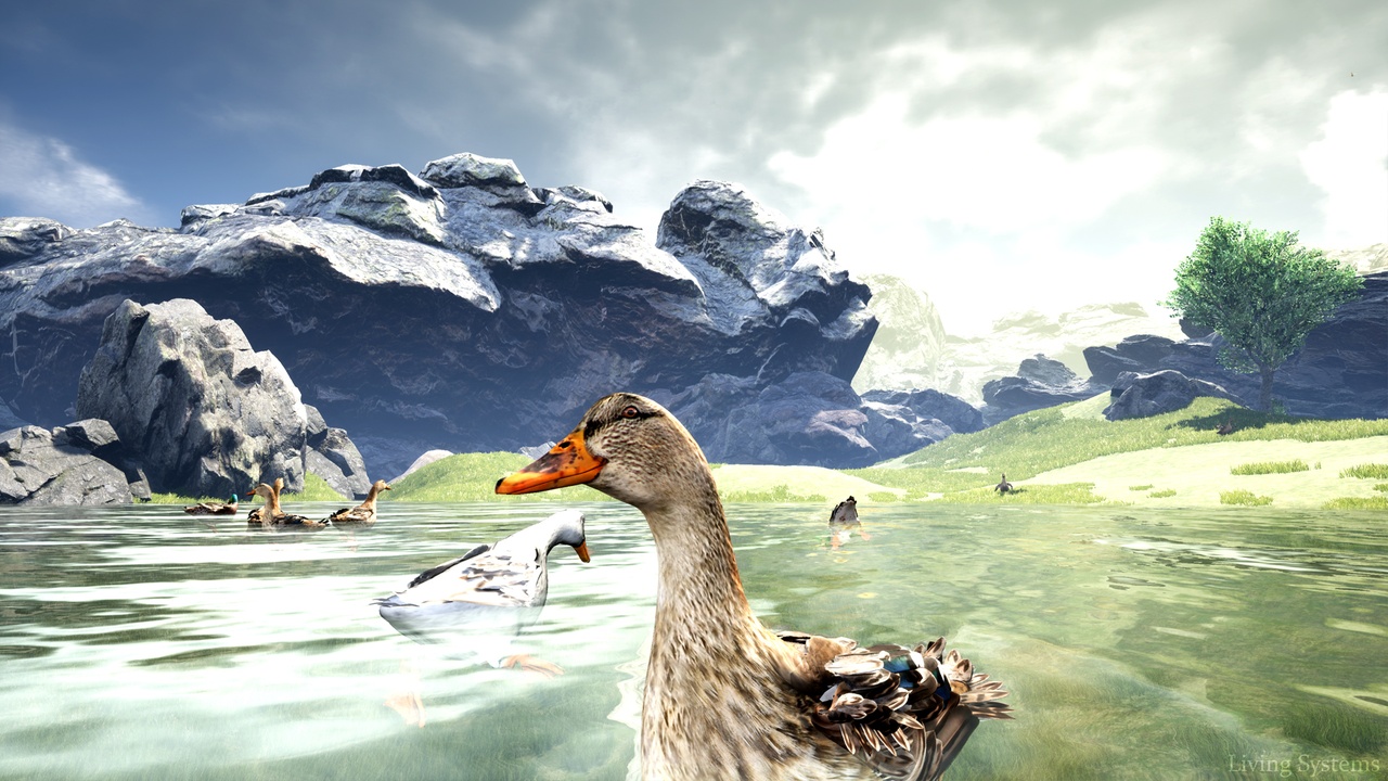 Media 1 for listing Ducks