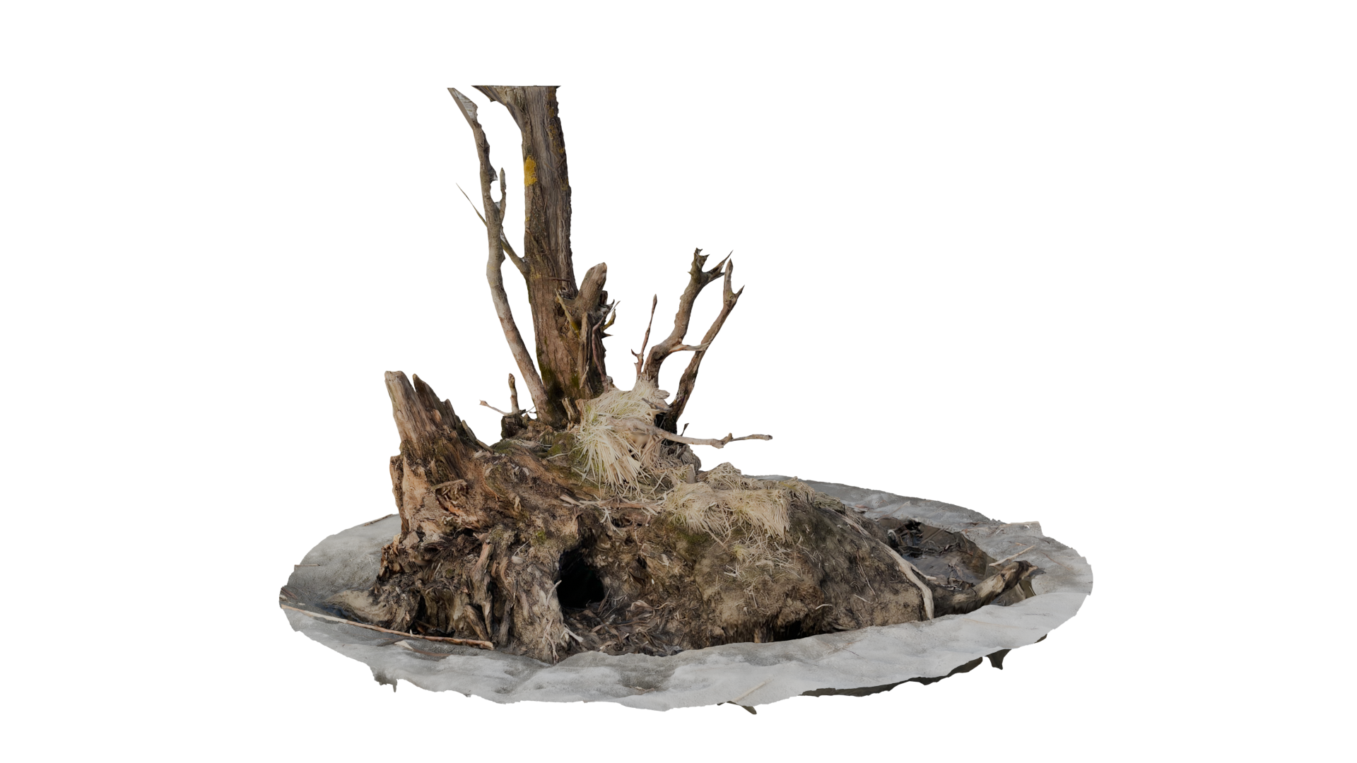 Tree Stump | Fab