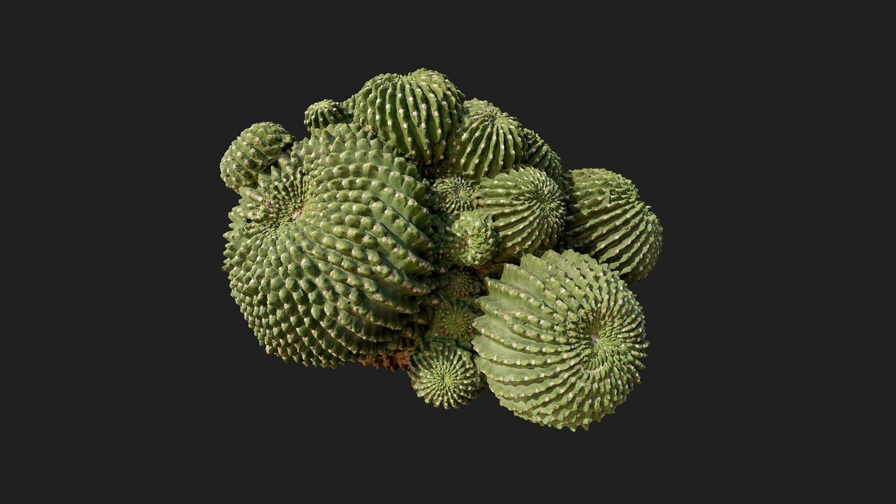 Media 1 for listing Desert American Plant Cluster Cactus Medium 02