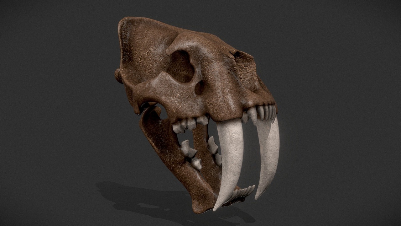 Media 1 for listing Smilodon Populator Skull