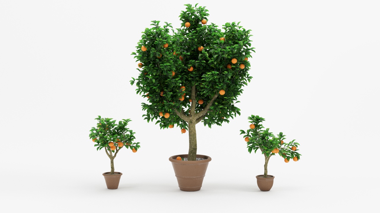 Media 1 for listing Potted Orange Trees Collection (3 Variants) | High-Detail Citrus Set