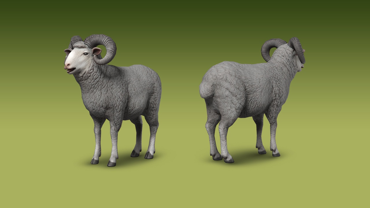 Media 1 for listing Bighorn Sheep Ram - Low Poly Rigged Animated Male Sheep