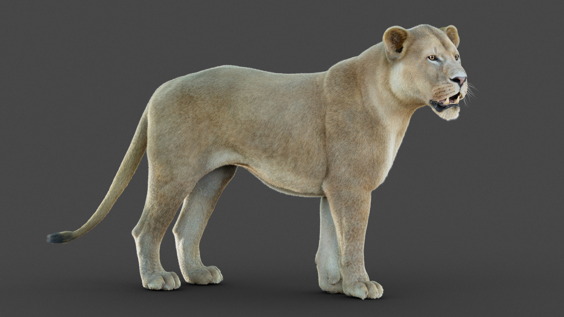Media 1 for listing Lioness 2025 (RIG) Xgen-Core