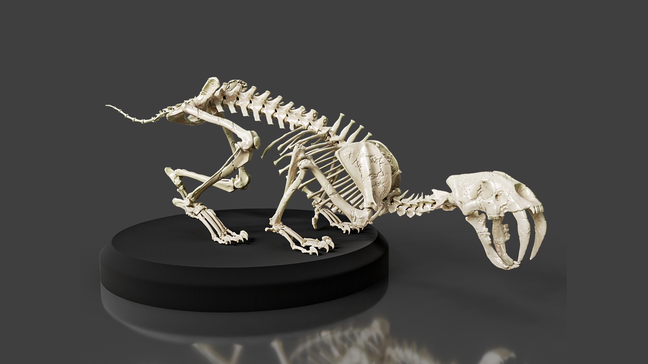 Media 1 for listing Realistic Sabertooth Skeleton