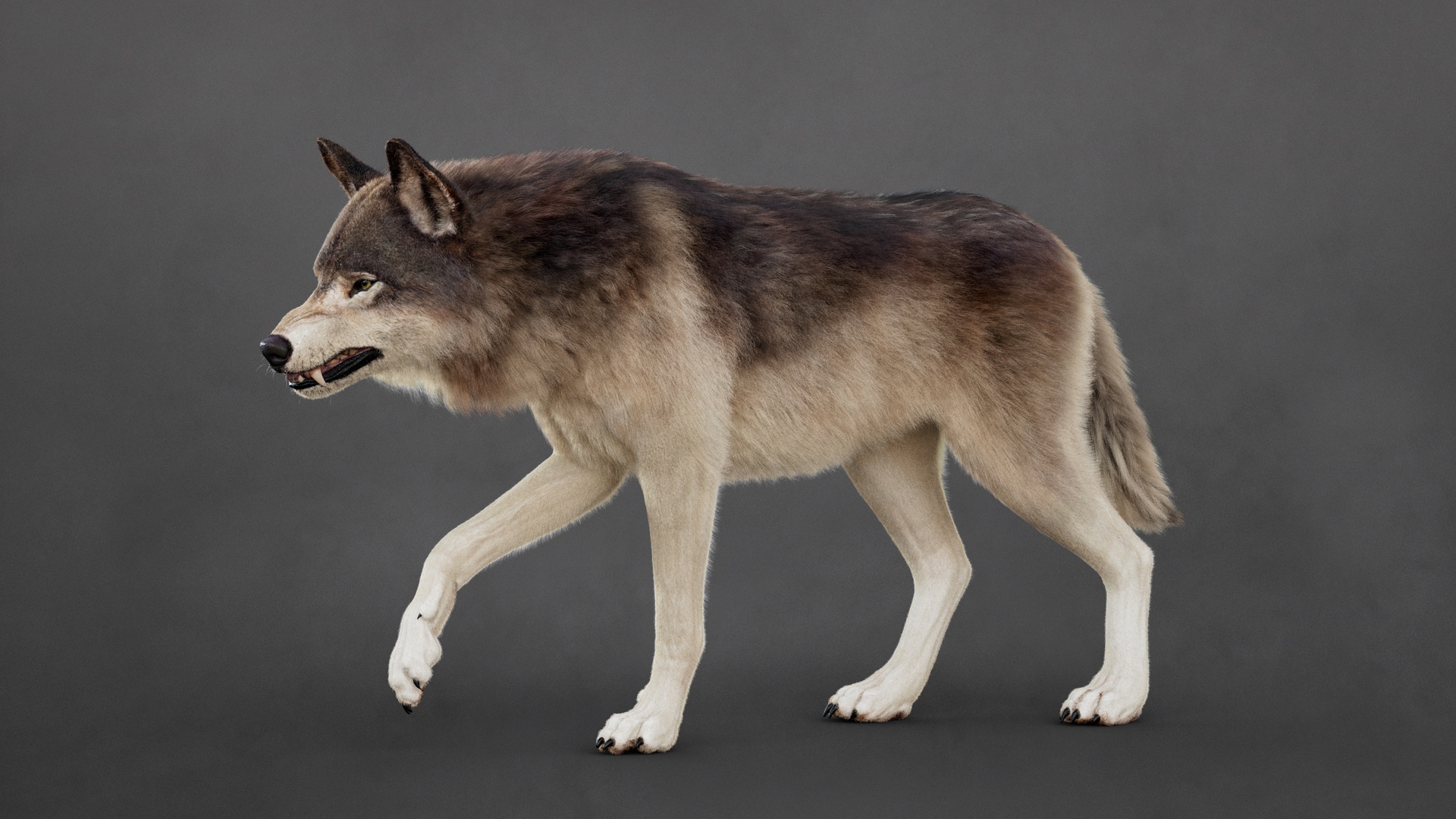 Media 1 for listing Wolf 2026 (RIG) Maya (XGEN-CORE)