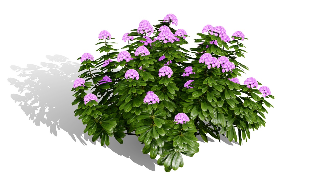 Media 1 for listing Japanese Garden Plants Collection 02