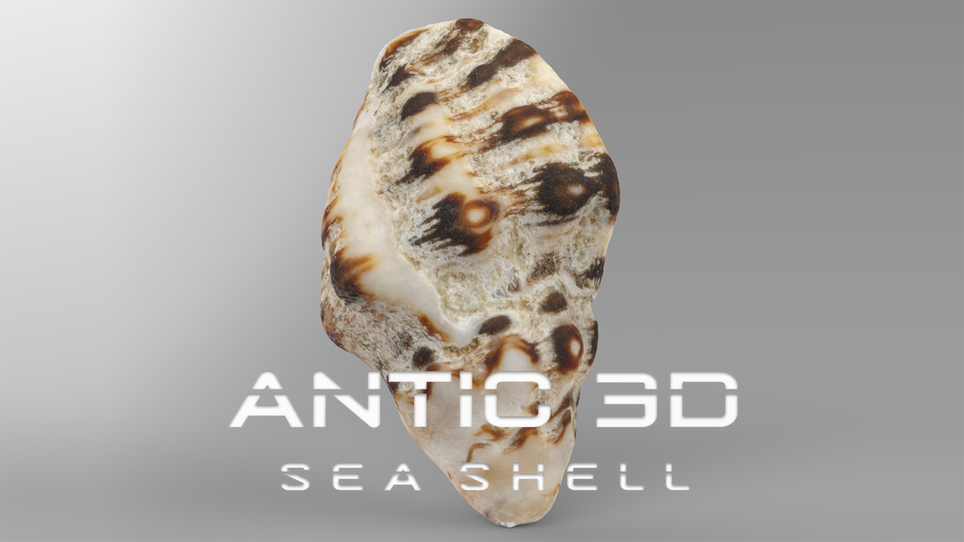 Sea Shell | Fab