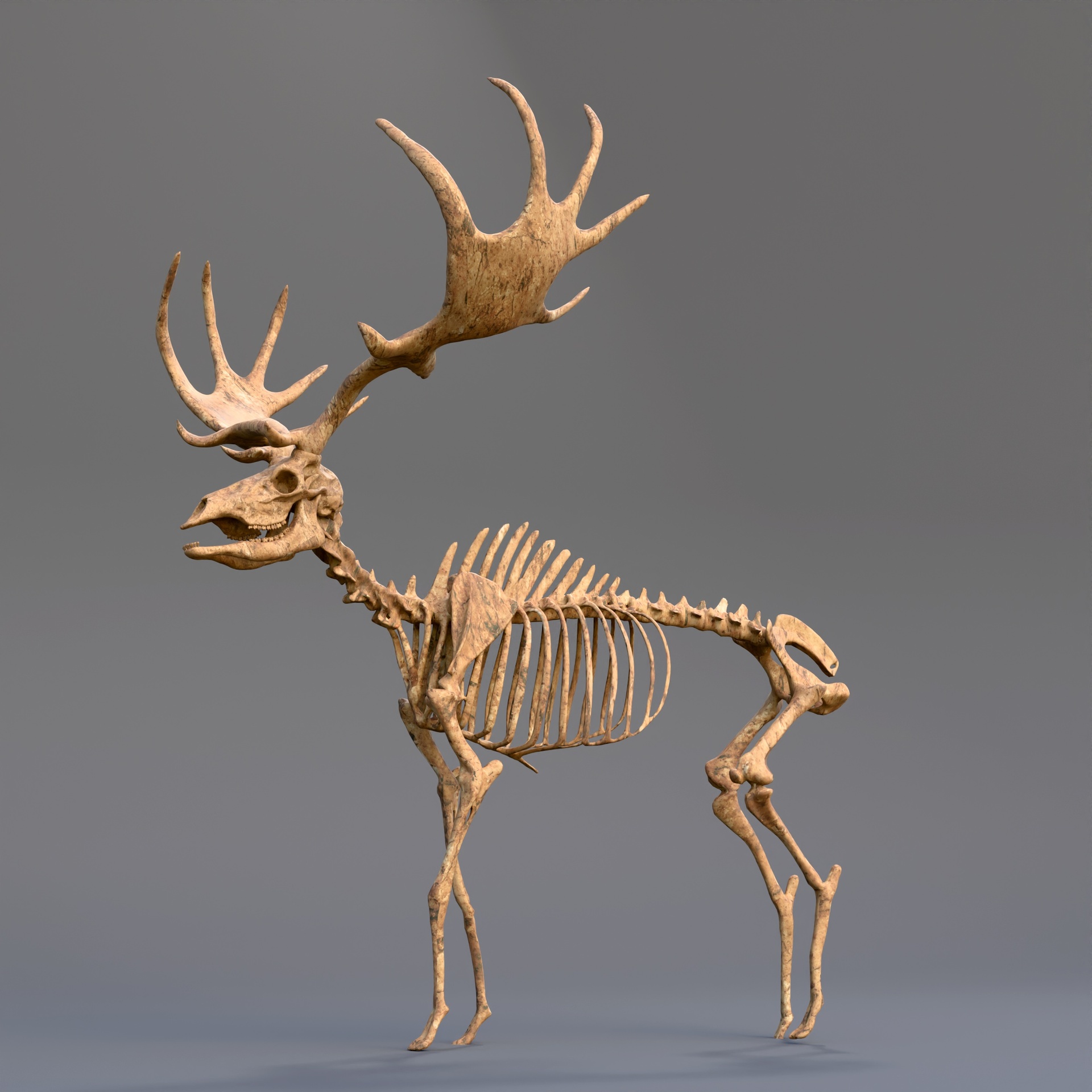 Media 1 for listing Deer Skeleton – Rigged & Animated | Anatomical Wildlife Asset (Game-Ready)