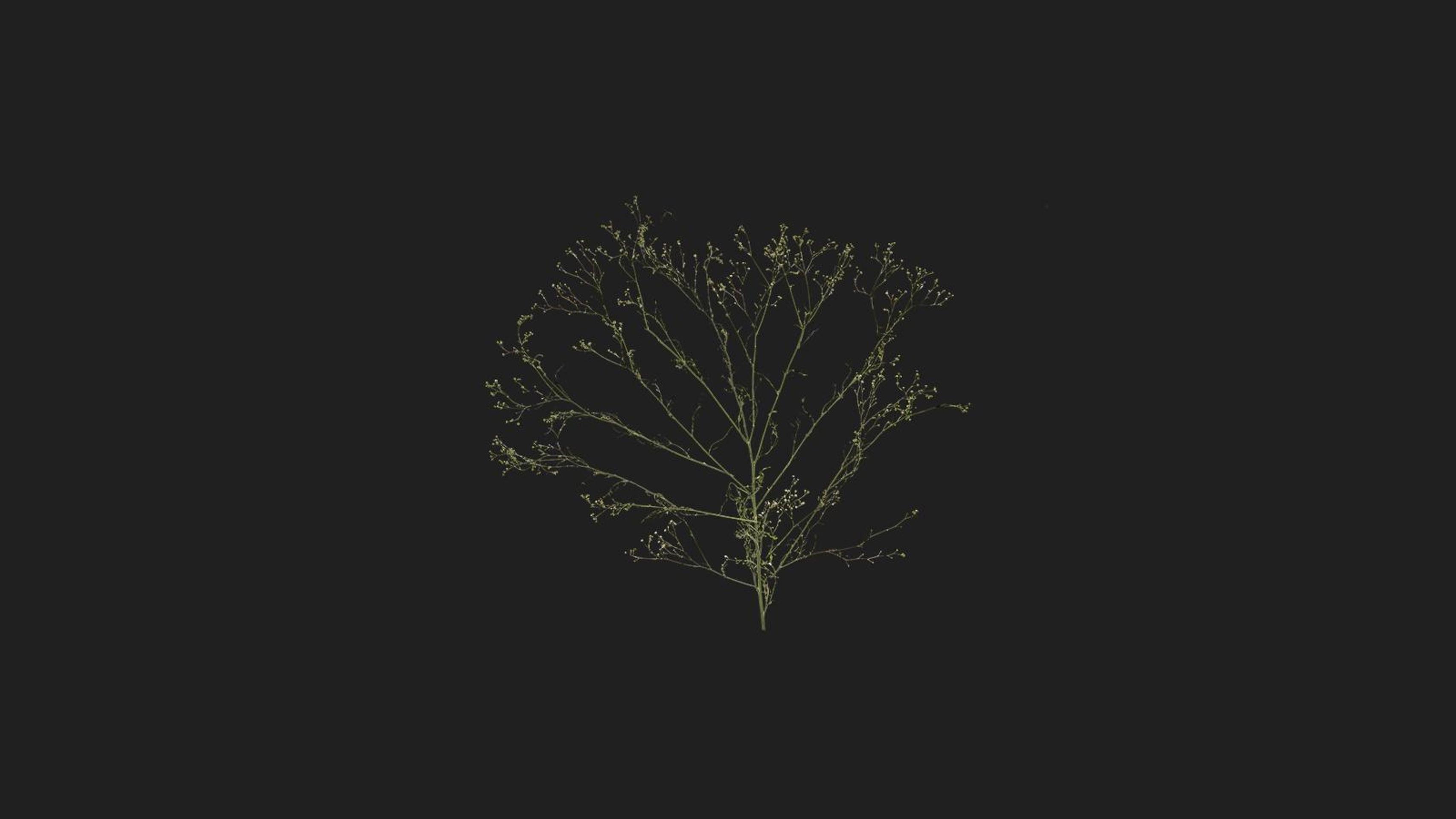 Green Shrub | Fab