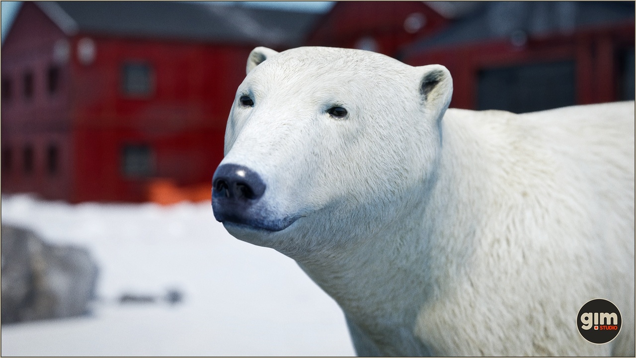 Media 1 for listing Animalia - Polar Bear (male)
