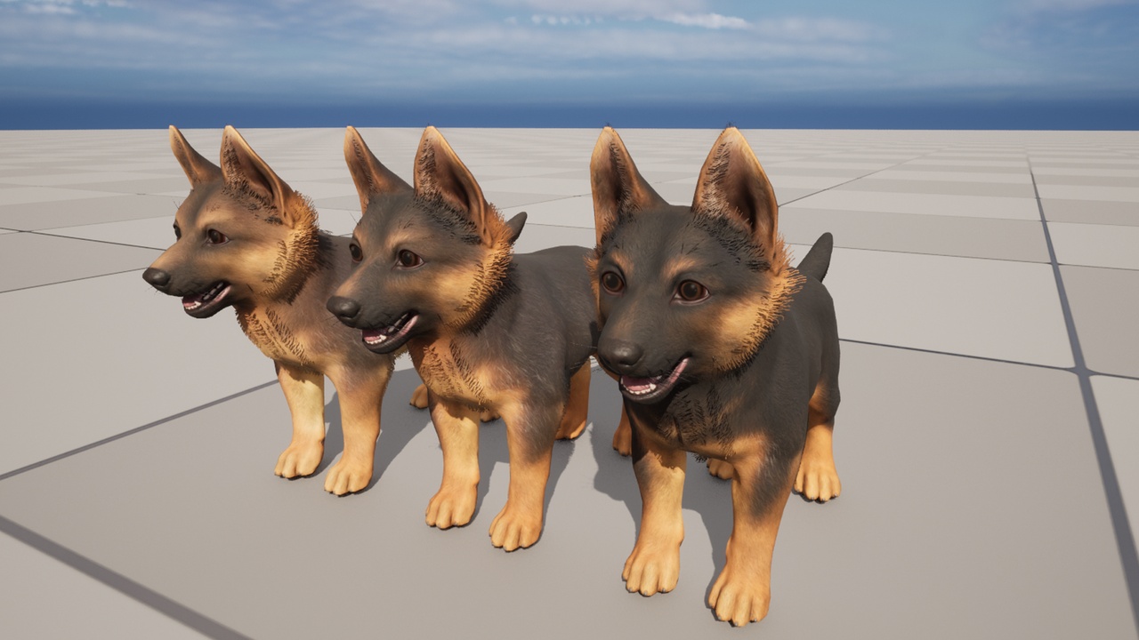 Media 1 for listing Puppy - Shepherd