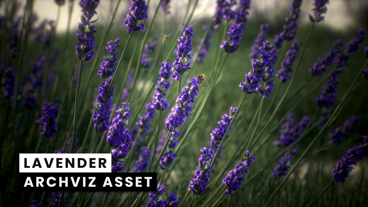 Media 1 for listing Lavender (Archviz Asset)