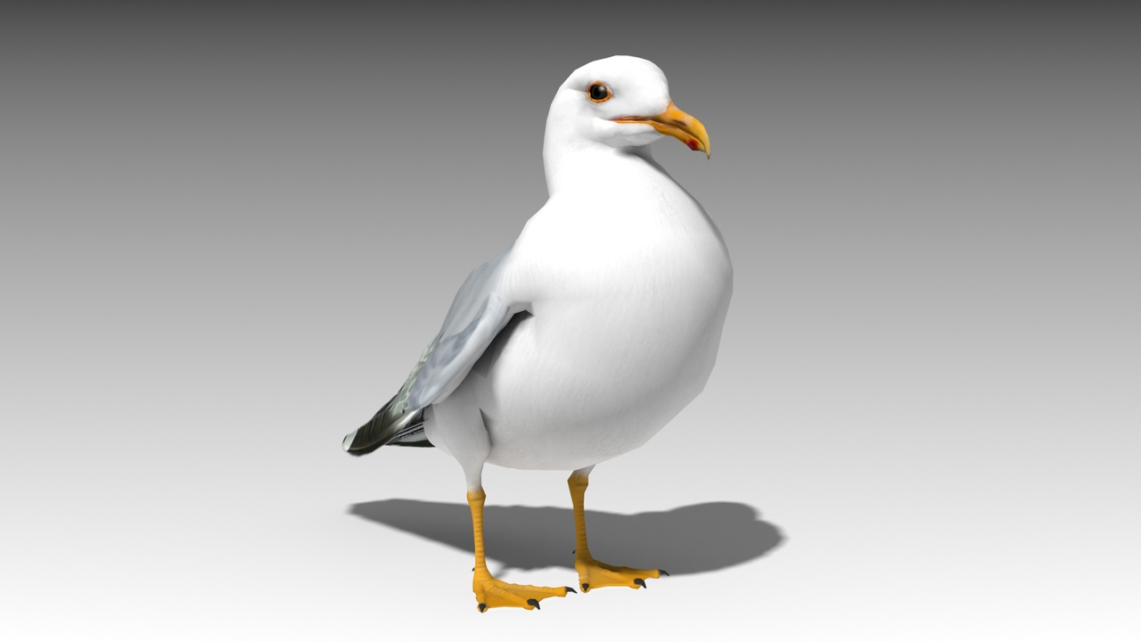Media 1 for listing Seagull