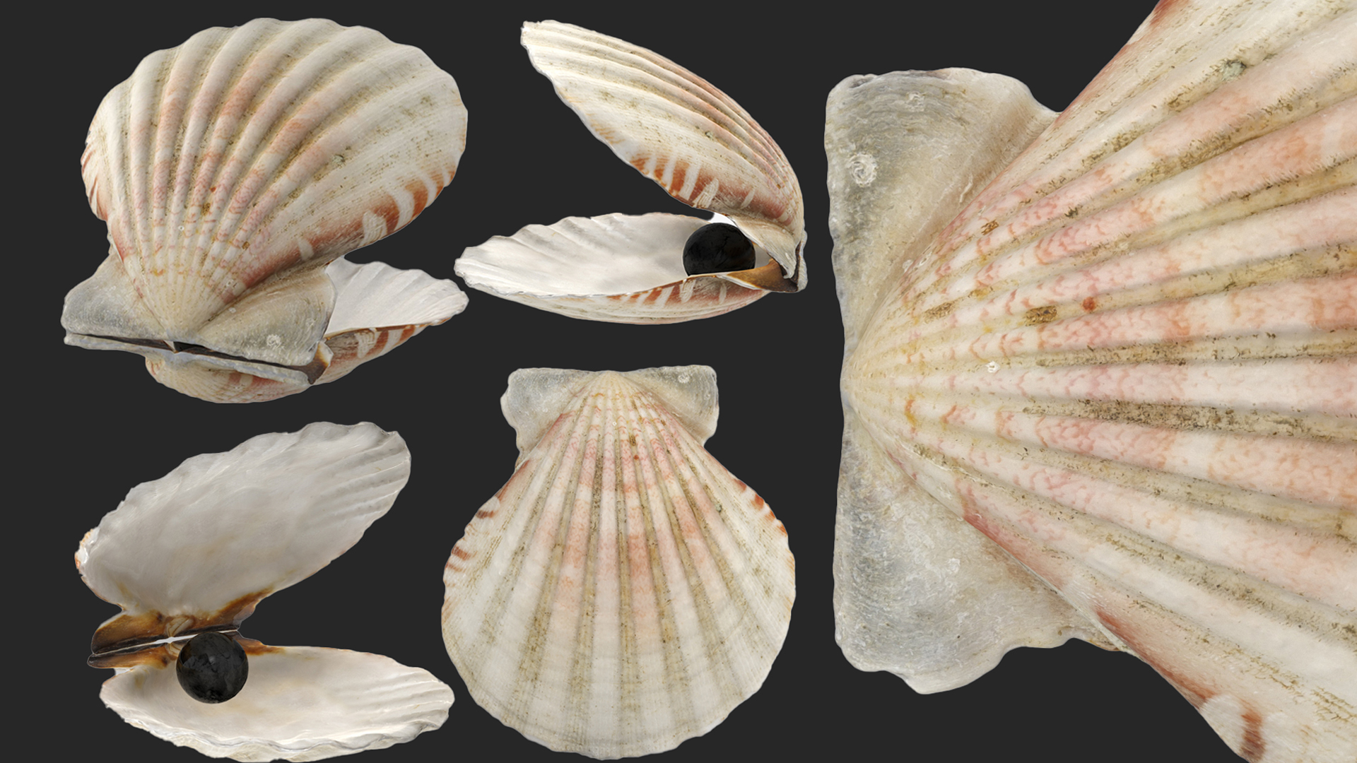 Sea Shell | Fab