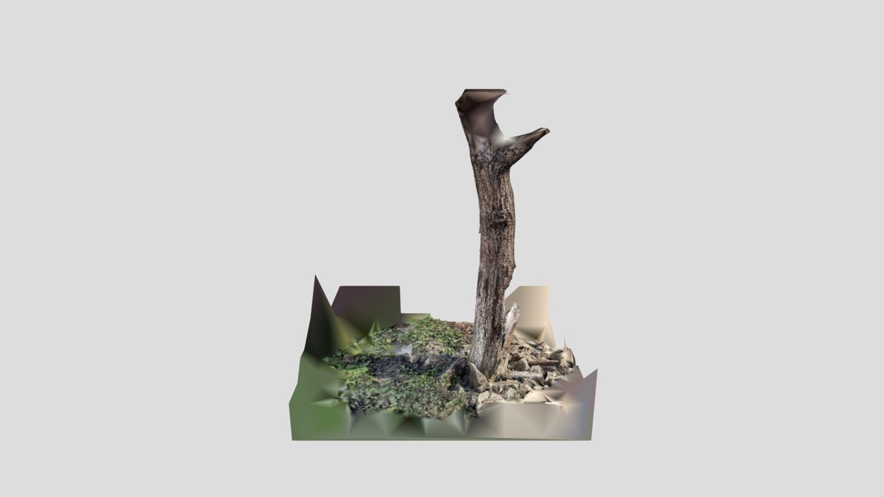 Media 1 for listing Aged Garden Tree Trunk