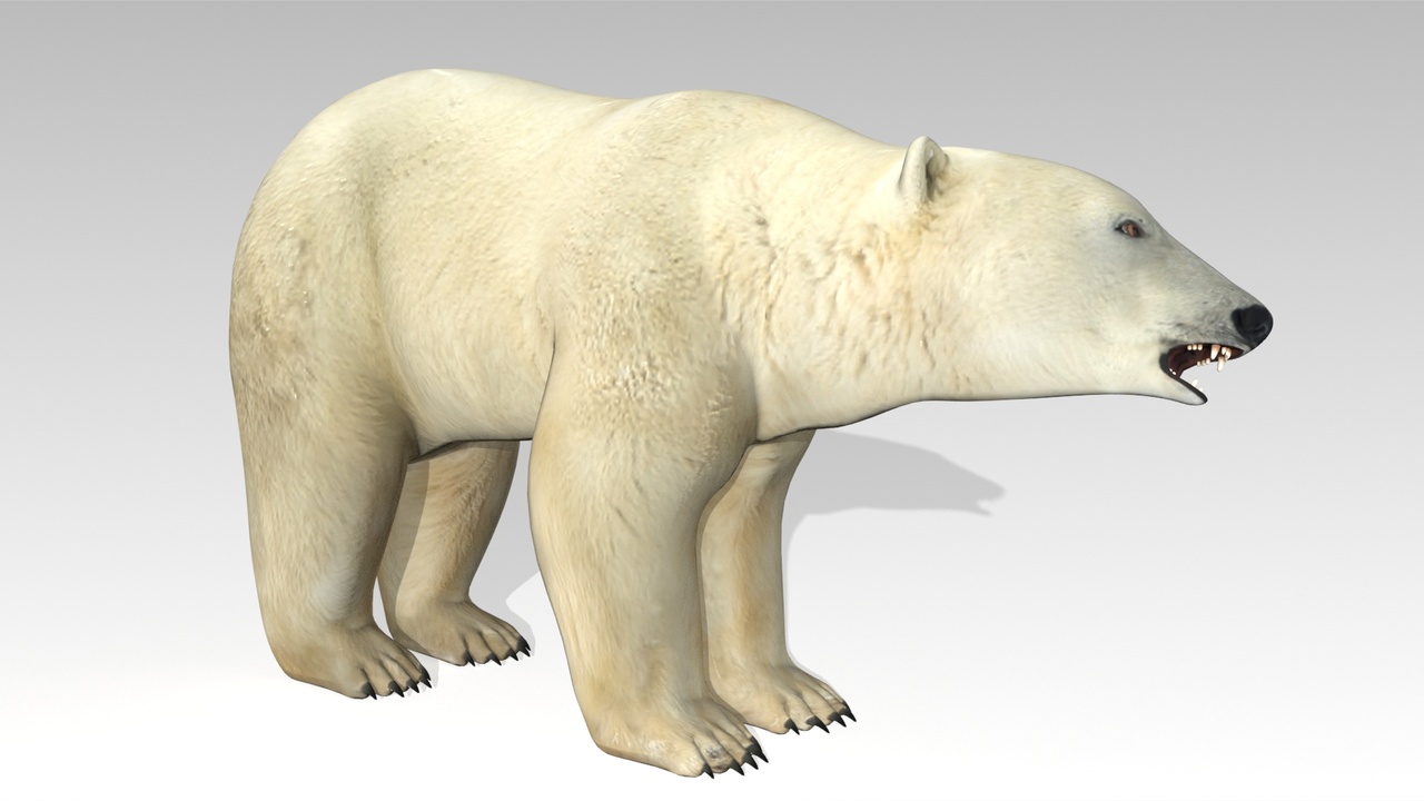 Media 1 for listing Polar Bear Animated