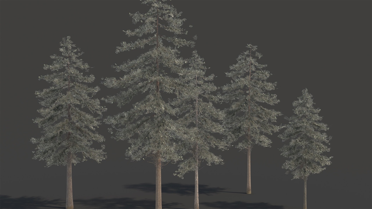 Media 1 for listing Douglas Fir Collection (Editable Boughs) - Game Asset | PBR | Low-poly |