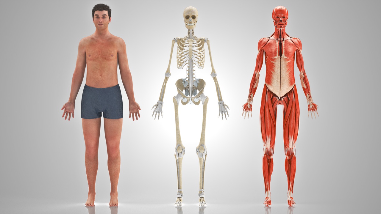 Media 1 for listing 3D Musculoskeletal System